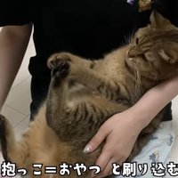 赤ちゃん抱っこをされる猫（抱っこ＝おやつと刷り込むｗ）