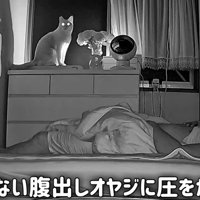 窓際に座る猫