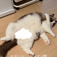 豪快に寝る猫