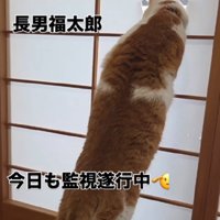 興味津々な猫