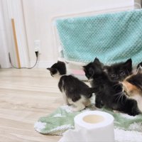 掃除を見守る子猫たち