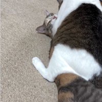 猫の上に馬乗りになっている猫