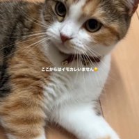 猫に指を近づける飼い主