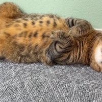 へそ天するつむぎくん