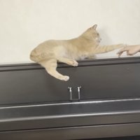 ピアノの上で人の手にタッチする猫