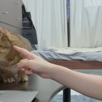 身を乗り出すみにらくん