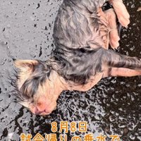 雨の中倒れている猫