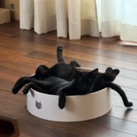 室内にいる猫たち
