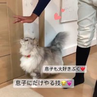 猫と男の子