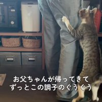 飼い主の脚にしがみつく猫