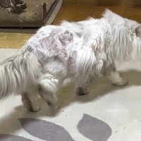 猫に視線を向けるフクロウ