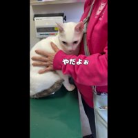 嫌がっているハクくん