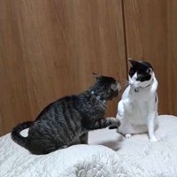 前足を出して向かい合う2匹の猫