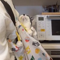 さらに上を向く牛子ちゃん