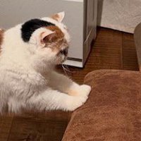 茶色いイスに前足を乗せる猫