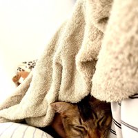 飼い主と一緒にタオルケットに包まれて眠る猫