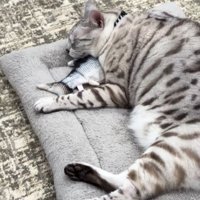 クッションの上で眠る猫