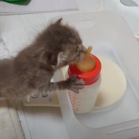 ボトルにしがみつく子猫