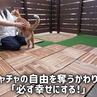 人と向かい合う猫