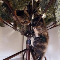 クリスマスツリーに登る猫