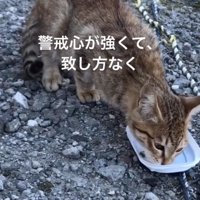 ご飯を食べる子猫