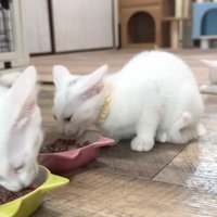 床でくつろぐ3匹の猫