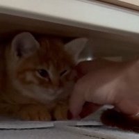 ほっぺを撫でられる子猫