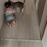 猫とハイハイする赤ちゃん