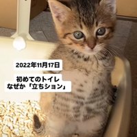 立ち姿の子猫