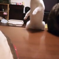 テーブルから落ちる猫