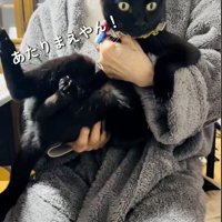 人に抱かれている猫