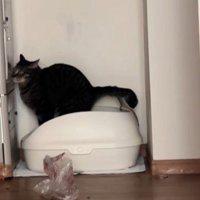 排便中の猫