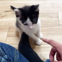 走り回る子猫