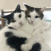 寄り添う2匹の猫