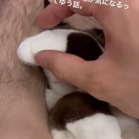 眠る猫