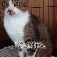 座って前を向く猫