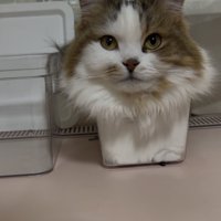 顔より小さい箱に体を収める猫