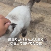 猫を撫でる
