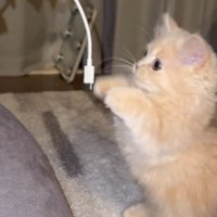 スマホのコードを見て後ろ足で立ち上がる子猫