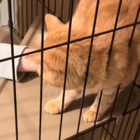 持ち上げられそうになる猫