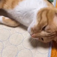 男性にグルーミングされて目を細める猫