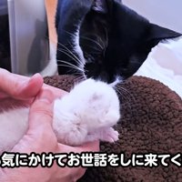 子猫に近づく白黒猫