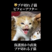 正面でシャー