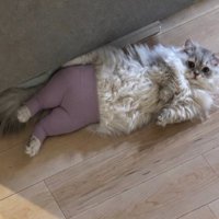 紫色のタイツを履いて寝転がっているミヌエット