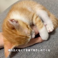 手の上で眠る子猫