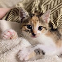 子猫のこはくちゃん