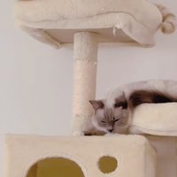 キャットタワーで寝るマンチカンとラグドール