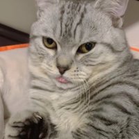 舌を出している猫のアップ