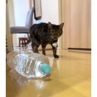 廊下を歩く猫