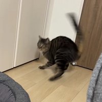 急に振り向く猫